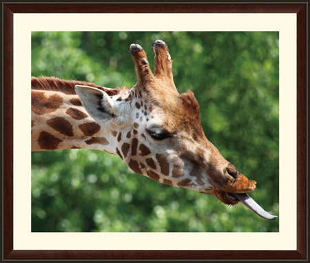 絵画情報 Foto Q 舌を伸ばすキリン 絵画情報 Foto Q 舌を伸ばすキリン